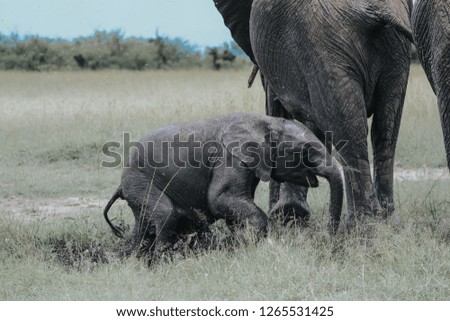 Jackal eating warthog