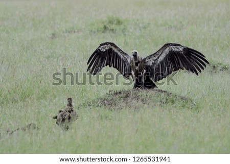 Vulture in Massai Mara