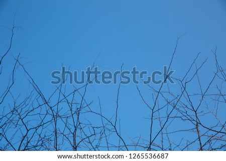 A nature of winter trees without leaves after autumn season on sunny day