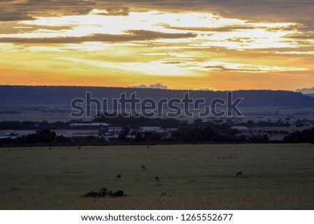 Landscape  in Massai Mara in Kenya