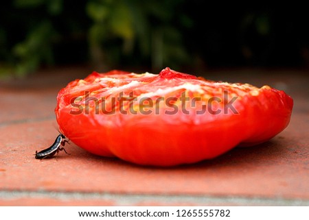 Little bug pushing half a tomato