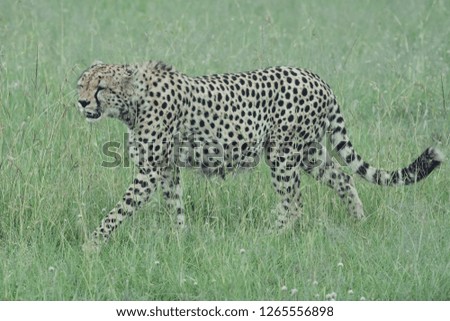 Cheetah in Safari in African
