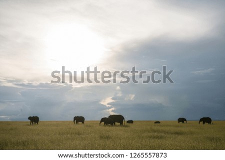 Sunset landscape in Safari in African