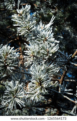 nature seasonal background pine branches with frost