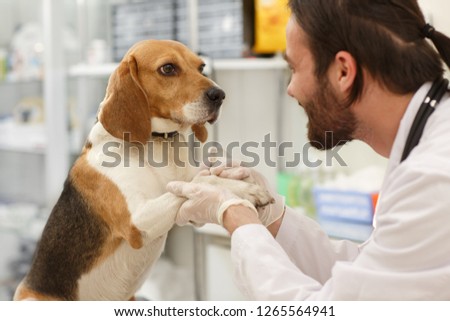 Dog sitting at table in hospital and looking at doctor. Brunet male doctor in clinic holding dogs paws and smiling to dog. Cute dog on medical diagnostic in hospital.