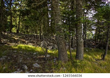 picturesque deep forest scenic landscape in morning sunny summer weather time, world travel concept 