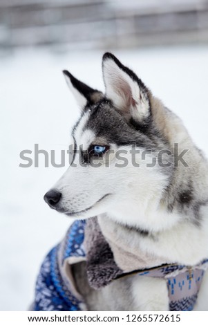 Siberian husky dog closeup portrait.Puppy.Emotion of dog.Looking serious.