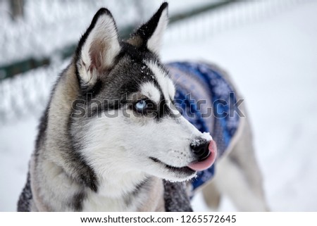 Siberian husky dog closeup portrait.Puppy.Emotion of dog.Licked up.