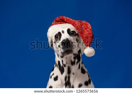Dalmatian dog portrait wearing Santa hat isolated on blue background. Shot in studio