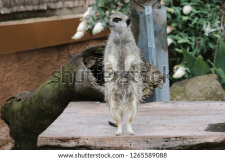 meerkat standing watch 