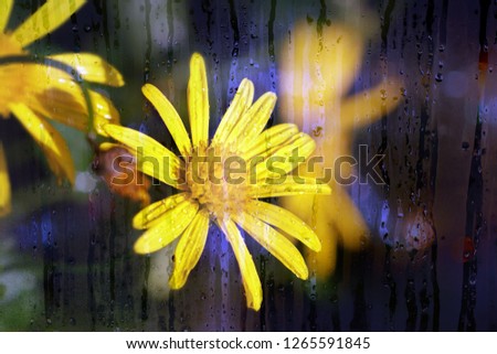 Doronicum orientale flower  through the rainy window                