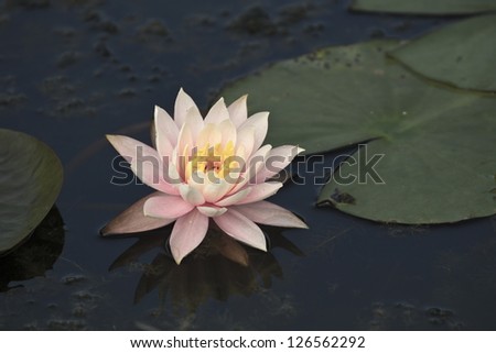 bloom white lotus in natural habitat