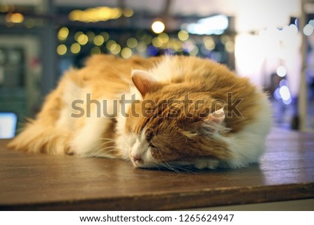 The cat is sleeping on a wooden structure
closeup