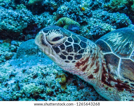 Green sea turtle (Chelonia mydas) at coral reef in Republic of Palau.