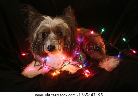 Christmas Dog. Christmas Dog. Chinese Crested dog. Chinese Crested Dog with Christmas lights. Isolated on black velvet. room for text overlay. 

