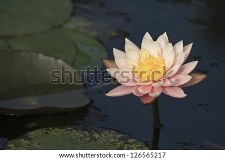 bloom white lotus in natural habitat