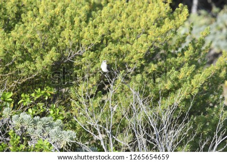 a Tropical Mockingbird 