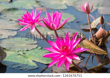 Lotus flower field in Thailand