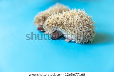 Little animal - hedgehog on blue background.