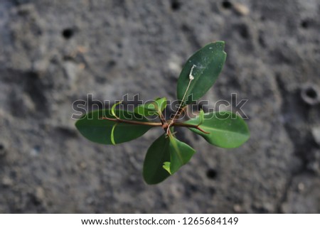 Small plant with few leaves grew on the sea mud.