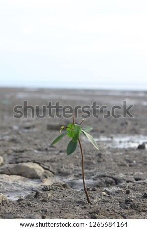 Small plant with few leaves grew on the sea mud.