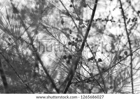 Black and white abstract image of tree leaves.