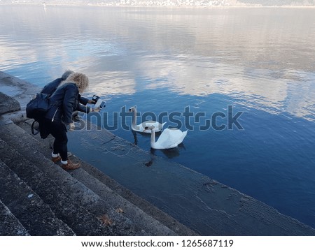 mobile phone photo photography people taking picture of sawns birds in  the lake of  ioannina