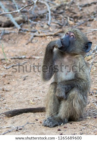 Young Chacma Baboons resting