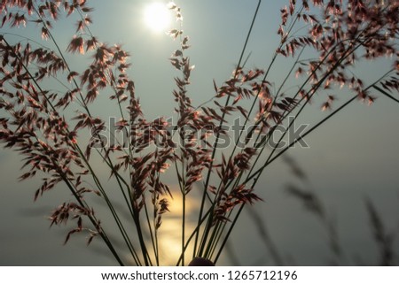 Flowers & Sun