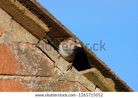 male house sparrow, passer domestics, peeking out of his nest that he has made in a gap in the roof tiles of the house next door, Cardiff, South Wales, UK   Royalty-Free Stock Photo #1265715052