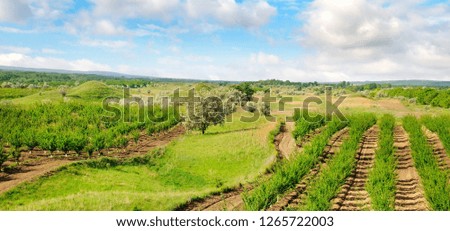 Orchard, green meadows and blue sky. Agricultural landscape. Wide photo .