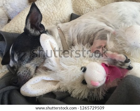 Chihuahua sleeping with stuffed bunny friend