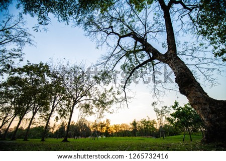 Sunset at city public park with green field and tree nature landscape