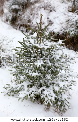 Beautiful view of small fir tree covered with snow outdoors. Winter landscape