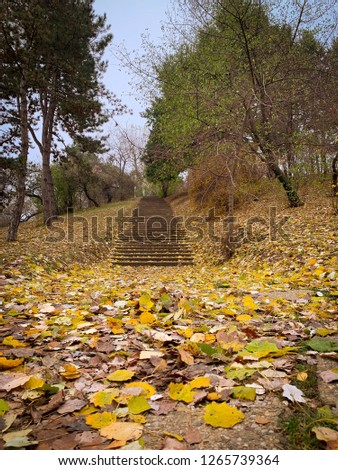 Beautiful autumn season in park with red and yellow leaves fallen from trees.