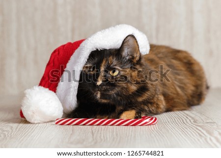 Playful cat in a Christmas hat looks up and lies near the candy.