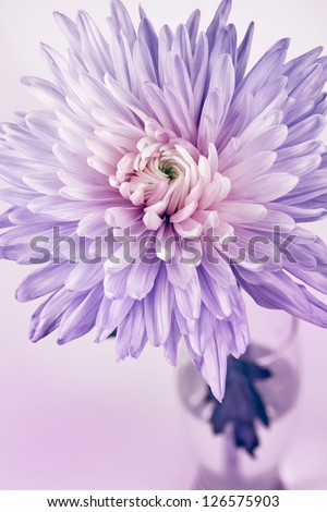 Close-up of chrysanthemum