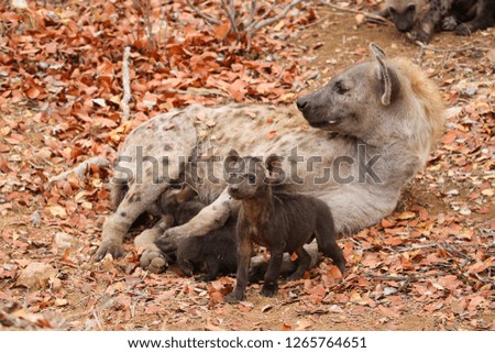 Cute little spotted hyena playing on dry ground, Kruger National Park, South Africa