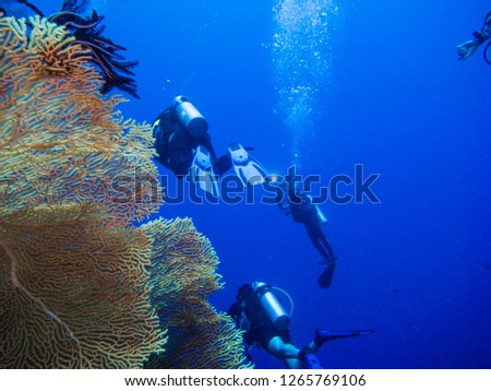 Drift diving. Divers swimming along coral cliff. Republic of Palau.