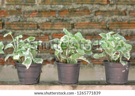 Group of Golden pothos plant in black plastic flower pot on floor with blurry retro brick wall, copy space.