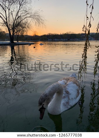 Swan portrait and floating on the lake in the sunset. Winter season scene from nature.
