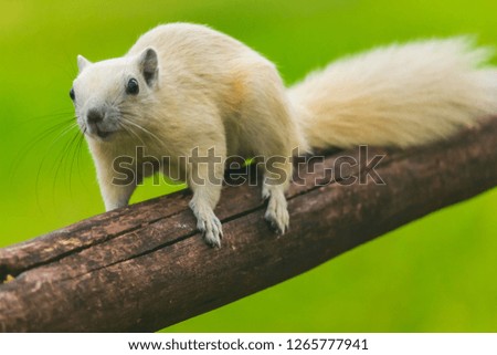 Young squirrels are running around trees, enjoy the preview.