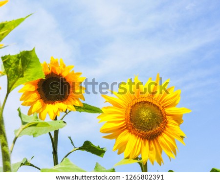 field of blooming sunflowers.Top View, Space for Text.Sunflower field landscape. Sunflower field panorama. Sunflower field in sunny day landscape.Beautiful flower in the garden. Close-up.Sunny day.