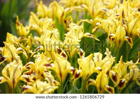 yellow flowers irises with sunlight, spring flowers
