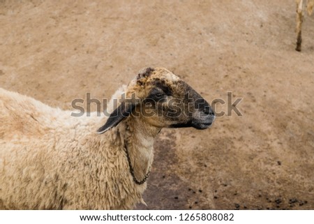 sheep standing in fold. Horizontal summertime outdoors