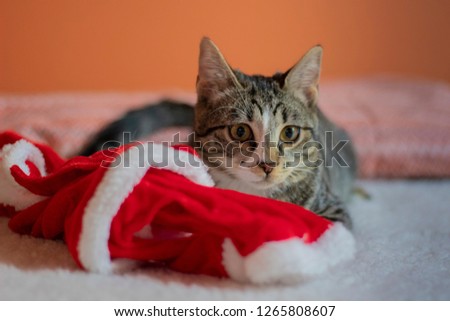 Adorable Kitty playing with Christmas Hat