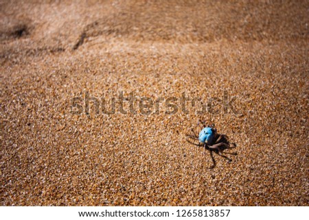 A small crustacean (crayfish, crawfish) runs along the sand. Makey, Queensland, Australia.