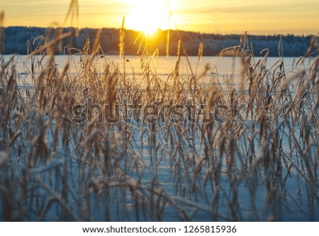 Winter  Beautiful Christmas landscape, snow reed against a sunset, Shallow depth-of-field