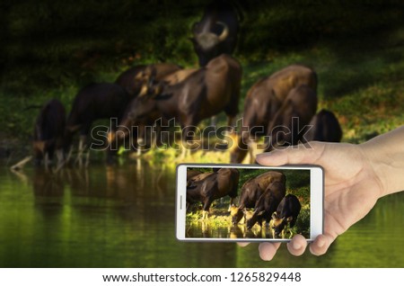 hand holding Smartphone take pictures of gaur (bos gaurus)
