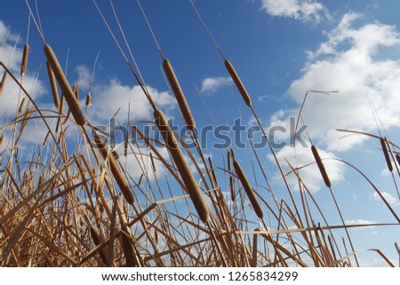 Reeds blue sky background wallpaper.